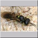 Crossocerus sp - Grabwespe 05a 5-6mm.jpg